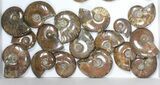 Lot: kg Iridescent, Red Flash Ammonites (-) - Pieces #82493-2